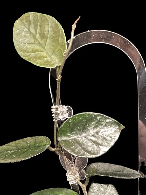 hoya nutans