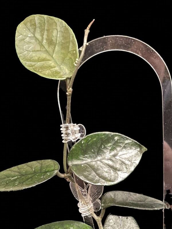 Hoya nutans
