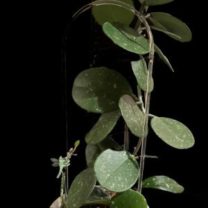 hoya obovata