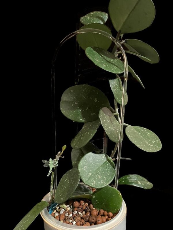 Hoya obovata