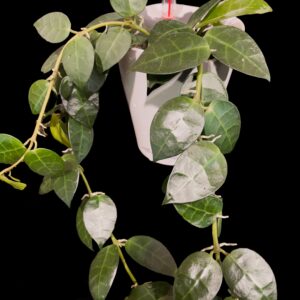 hoya obscura x unknown