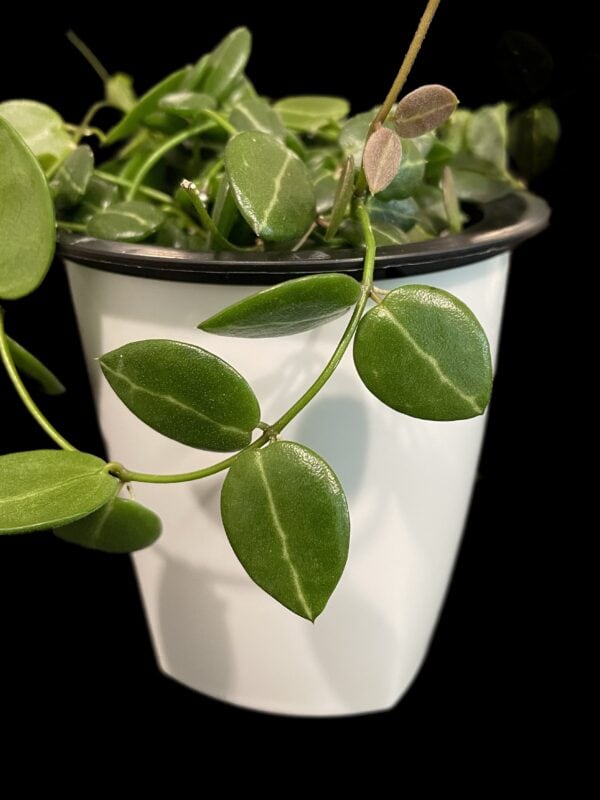 dischidia ‘one stripe’