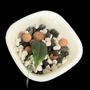 hoya paradisea (im04)