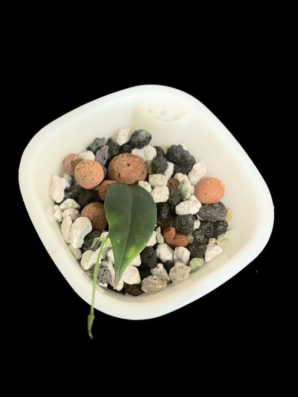 hoya paradisea (im04)