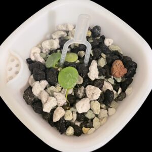 hoya peltata