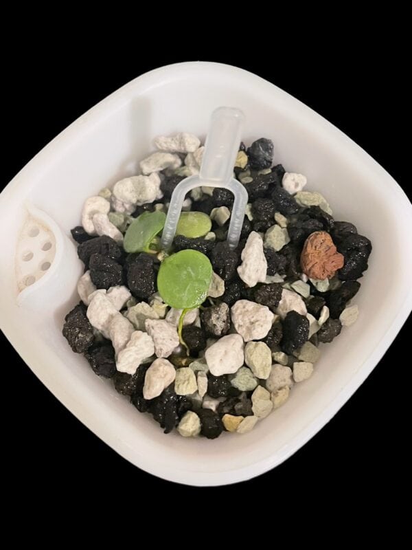 hoya peltata