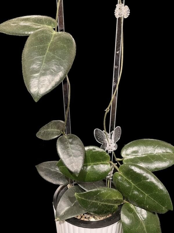 Hoya piestolepis