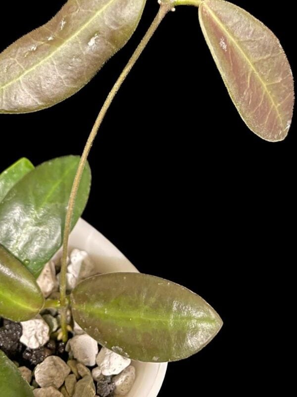 Hoya pulchra (small, round leaves)