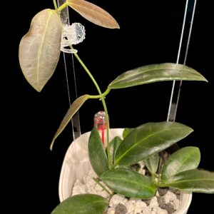 hoya pulchra (small, round leaves)