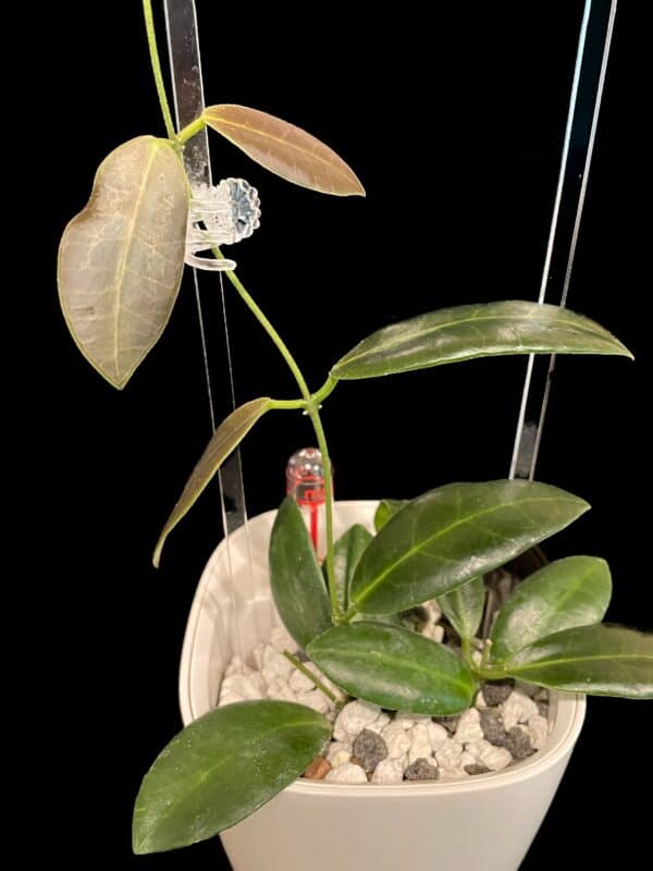 hoya pulchra (small, round leaves)