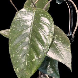 hoya sp. putri betung (abs005)