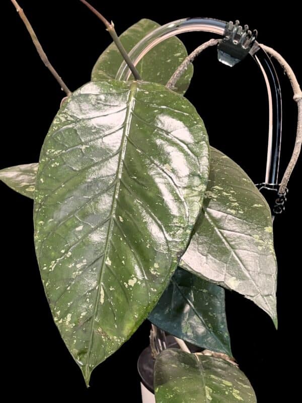 hoya sp. putri betung (abs005)