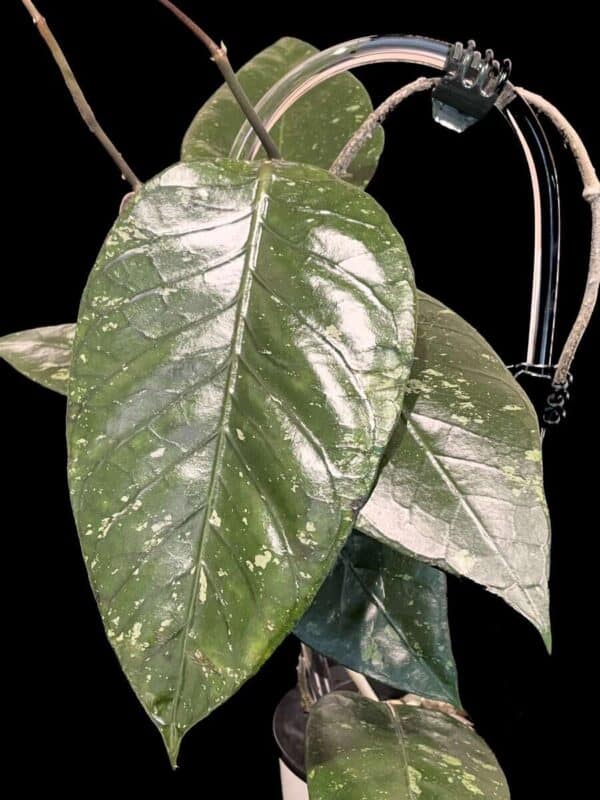 Hoya sp. Putri Betung (ABS005)