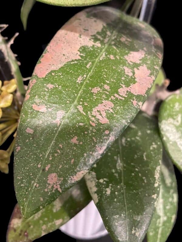 Hoya RHM 05-01 - Image 4
