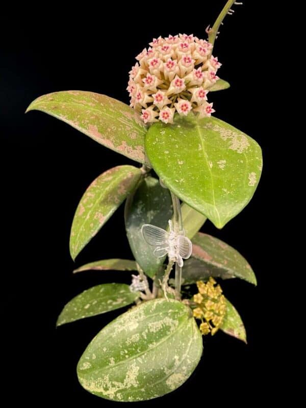 Hoya RHM 05-01 - Image 3