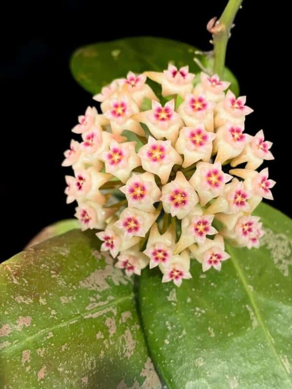 Hoya RHM 05-01 - Image 2
