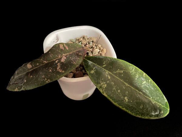 Hoya rintzii (Borneo)