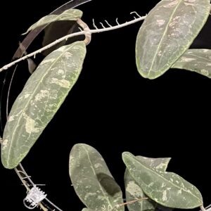 hoya rintzii (borneo)