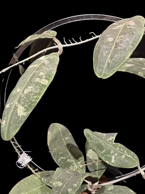 Hoya rintzii (Borneo)
