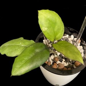 hoya seed002