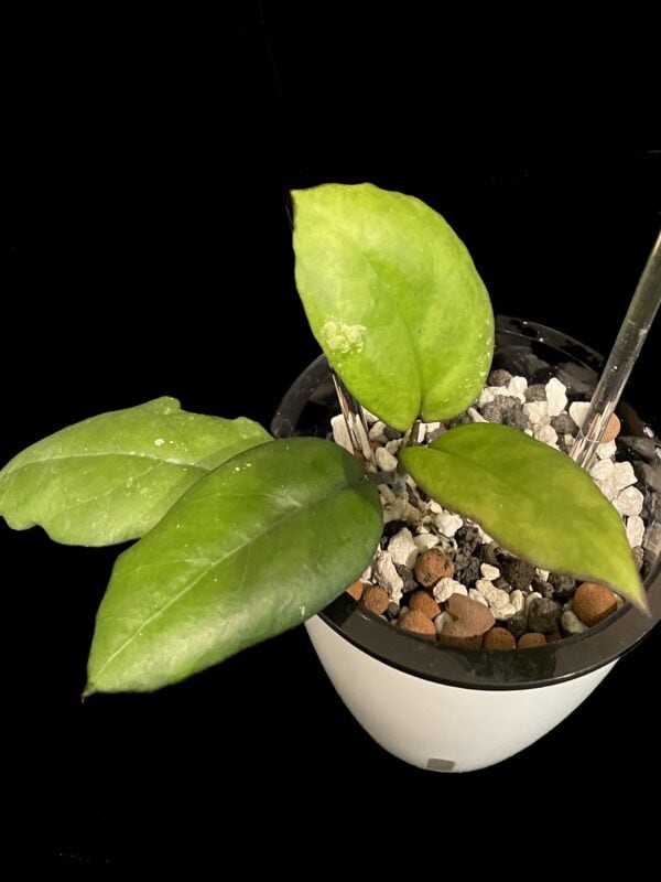 hoya seed002