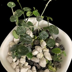 hoya serpens