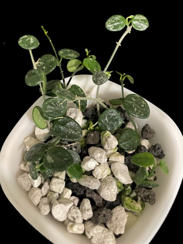 hoya serpens