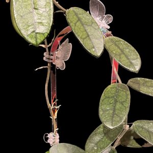 hoya sichuanensis (lyi noid)