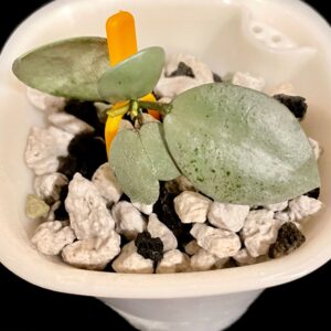 hoya lacunosa ‘silver mint coin’