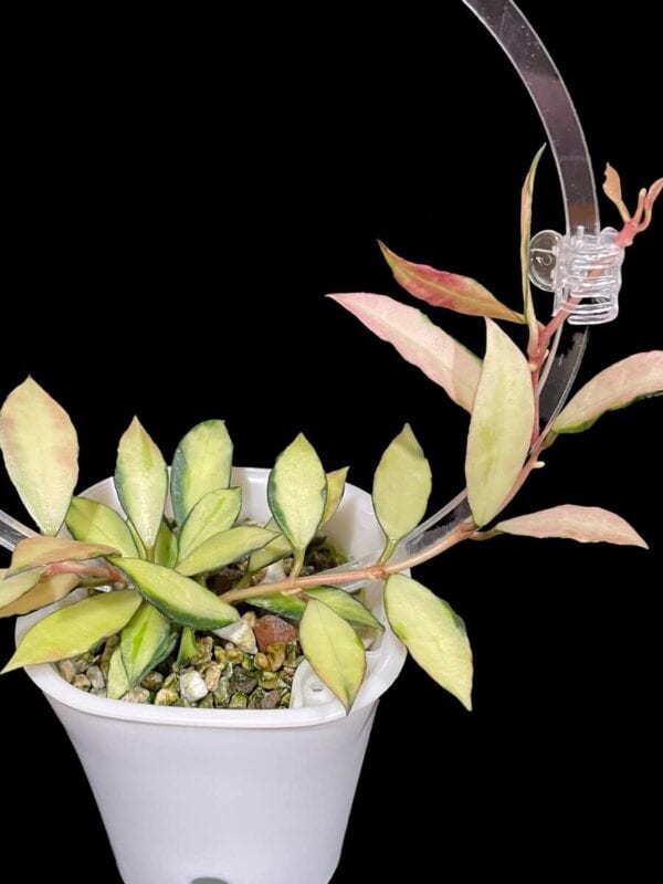 Hoya lacunosa 'Souma'