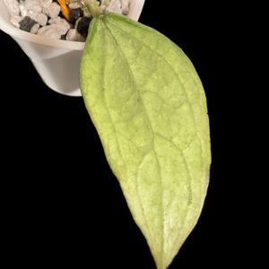 hoya sp. germany (silver)