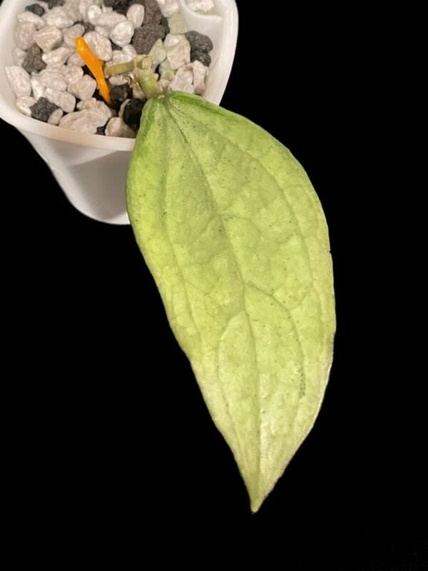 Hoya sp. Germany (silver)