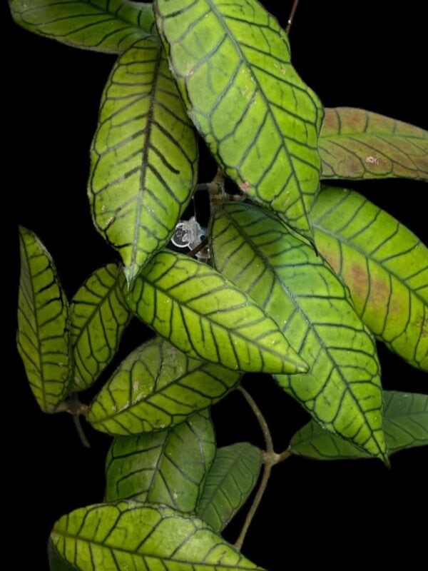 Hoya sp. Gunung Gading