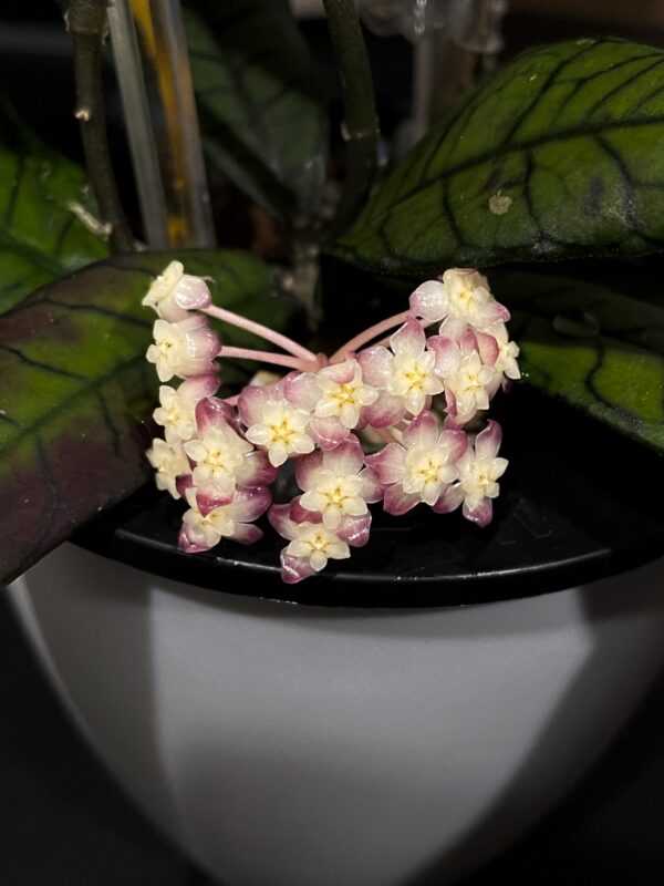 hoya sp. gunung gading