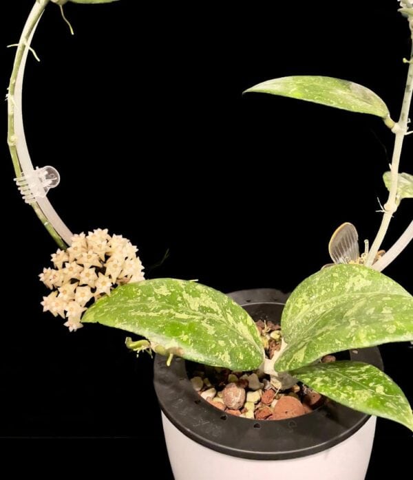 Hoya sp. Ko Chang Island IML-1508