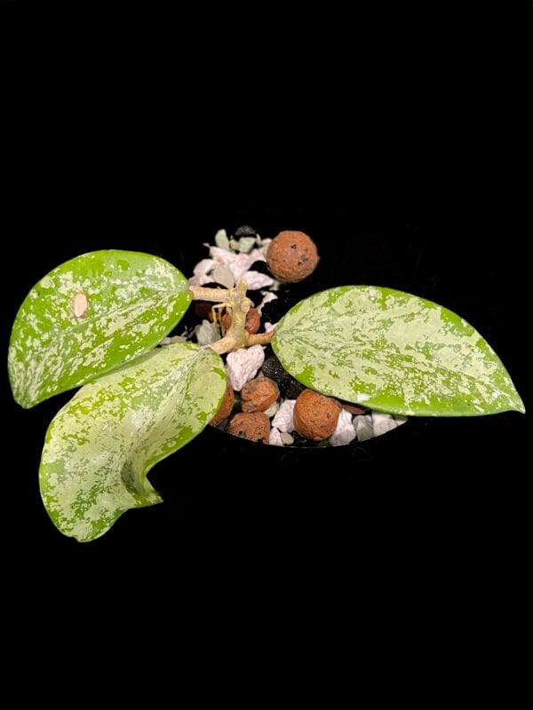 Hoya sp. Ming (splash)