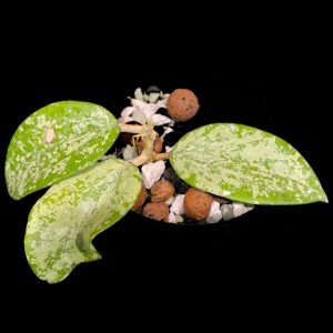 hoya sp. ming (splash)