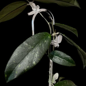hoya sp. sumatra (wavy leaves)