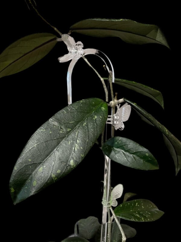 hoya sp. sumatra (wavy leaves)