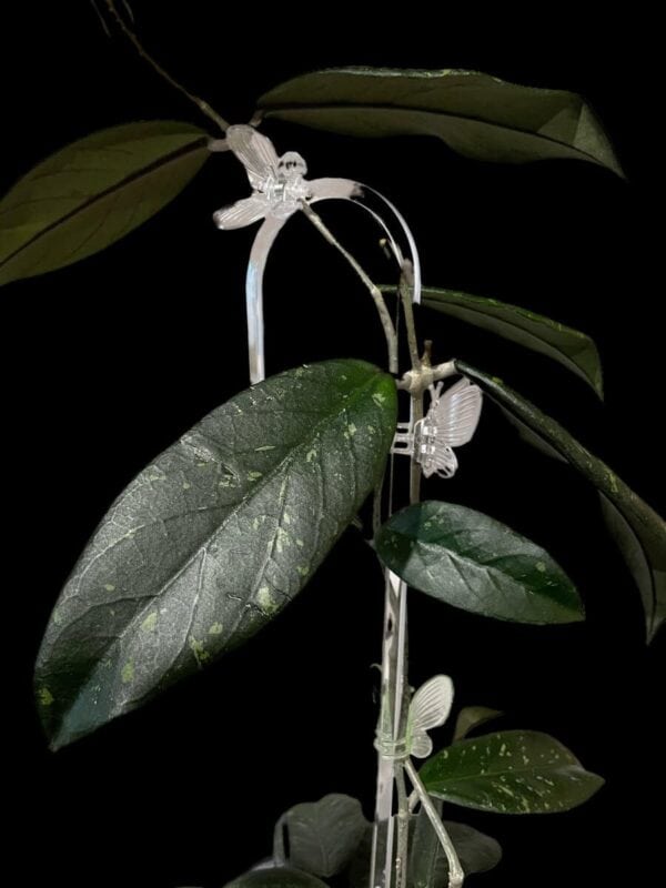 Hoya sp. Sumatra (wavy leaves)