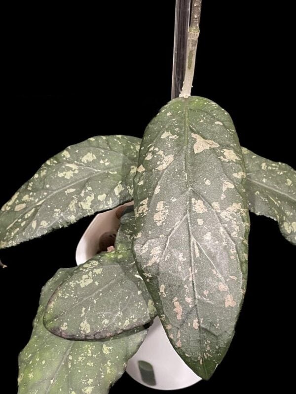 Hoya sp. Takengon