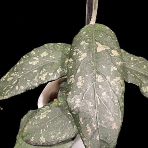 hoya sp. takengon