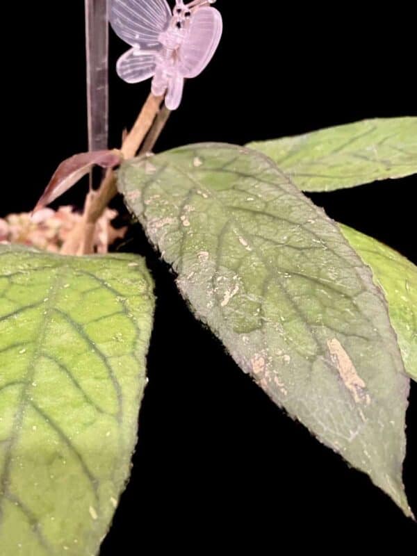 Hoya sp. Tanggamus