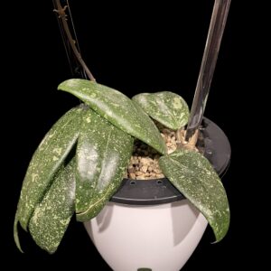 hoya sp. vietnam ah001