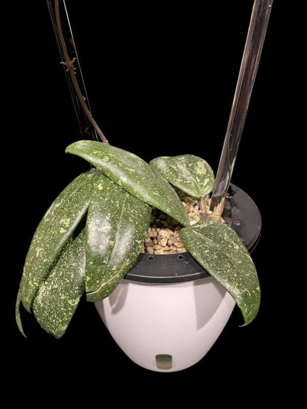 Hoya sp. Vietnam AH001