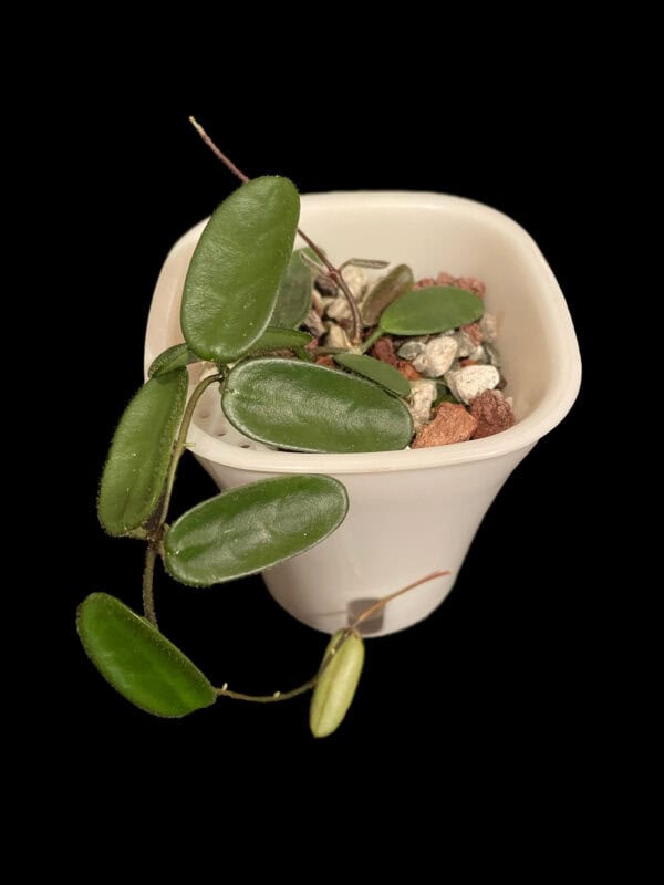 hoya spectatissima