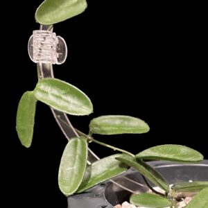 hoya spectatissima