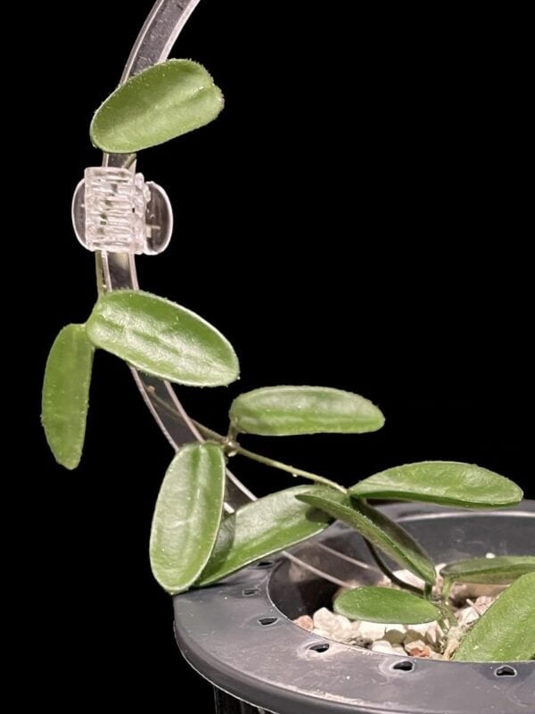 Hoya spectatissima