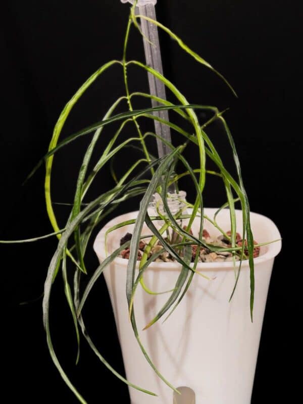 Hoya stenophylla