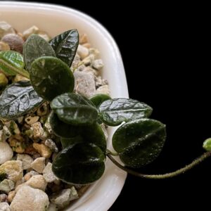 hoya tengchongensis